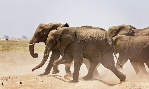 Elephant drinking water