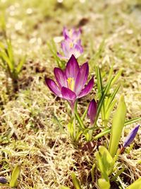 Close-up of purple flowers blooming in field