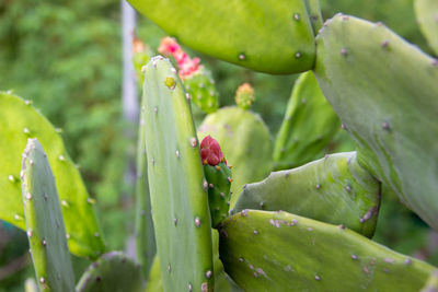 Close-up of prickly pear cactus