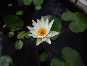 Close-up of lotus water lily in pond