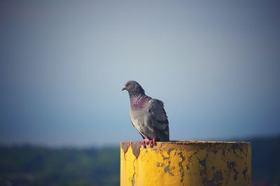 Bird perching on retaining wall against sky