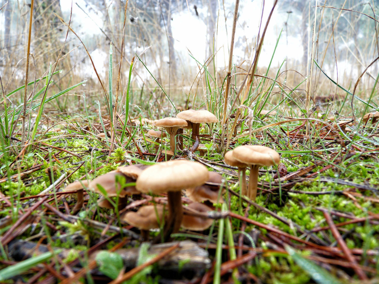 MUSHROOMS GROWING ON FIELD