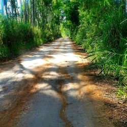 Footpath in forest