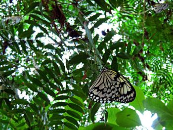 Butterfly perching on branch