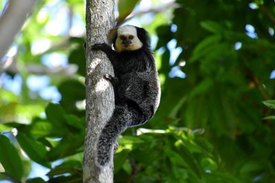 Close-up of a bird on branch