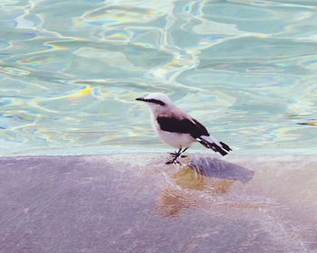 High angle view of bird perching on sea