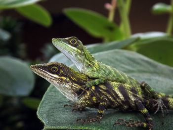 Close-up of lizards mating on leaf