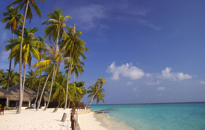 Palm trees on beach against blue sky