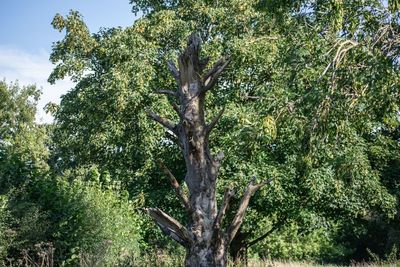 Low angle view of trees growing on field against sky