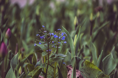 Close-up of purple flowering plant on field