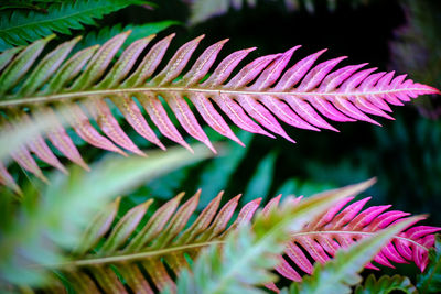 Close-up of pink and green fern leaf