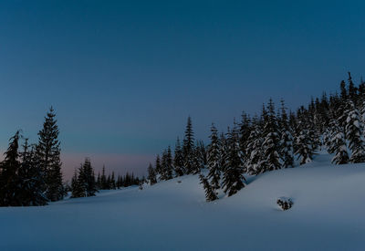 Pine trees on snow covered land against sky