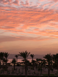 Silhouette of trees during sunset