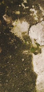 High angle view of moss on rock