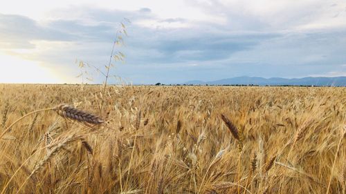 Scenic view of wheat field against sky