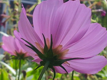 Close-up of pink flower blooming outdoors