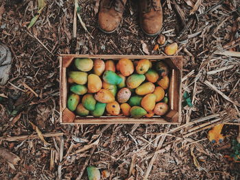 High angle view of fruits in field