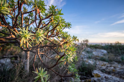 Close-up of plant against sky