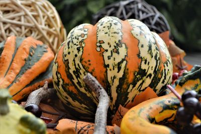 Close-up of pumpkin / autumn harvest fruits 