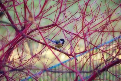 Close-up of bird perching on branch