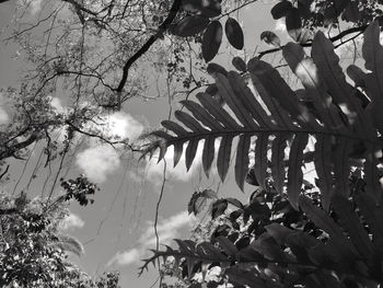 Low angle view of plants on tree against sky