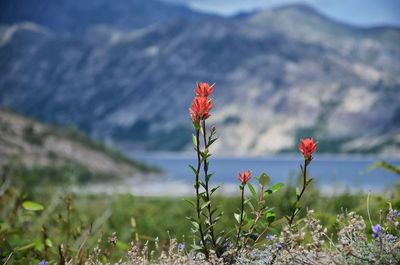Close-up of red flowers blooming in park