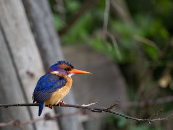 Close-up of bird perching on branch