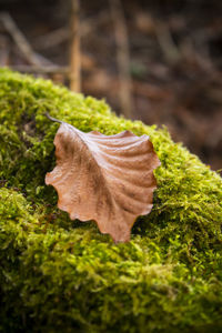 Close-up of dry leaves on field