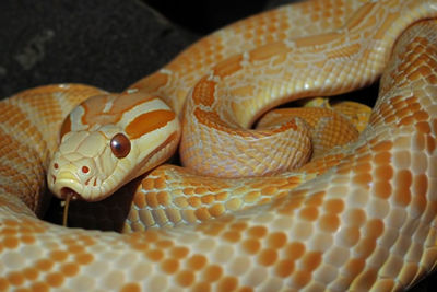 Close-up of snake