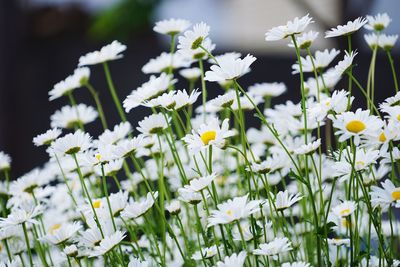 Close-up of white flowers blooming in field