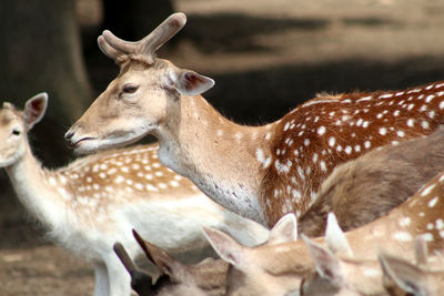 Deer in a field inside its herd