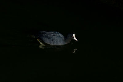 High angle view of duck swimming in lake