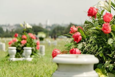 Close-up of pink roses in garden