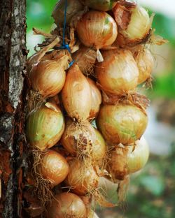 Close-up of vegetables