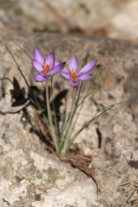 Close-up of purple crocus blooming outdoors