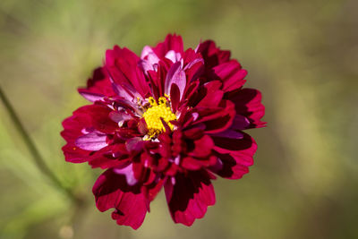 Close-up of red rose flower