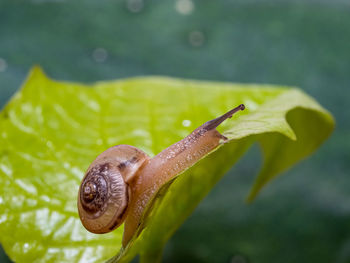 The snail crawls over the green leaf