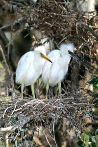 Close-up of bird perching on tree