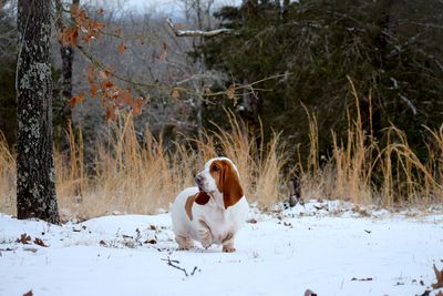 View of dog on snow covered land