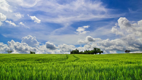 Scenic view of agricultural field against sky