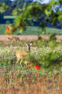 View of deer on grass