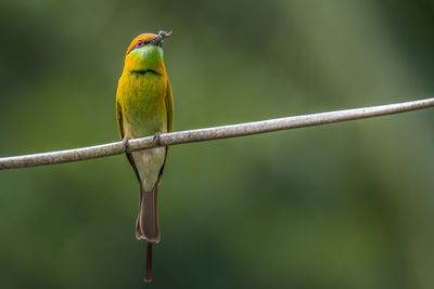 Close-up of bird perching on branch
