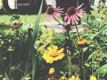 Close-up of flowering plants on field