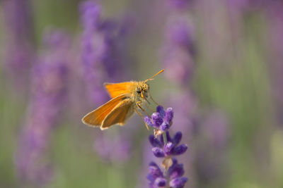 Close-up of butterfly pollinating on purple flower