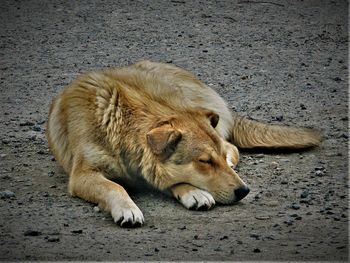 Close-up of lion lying down