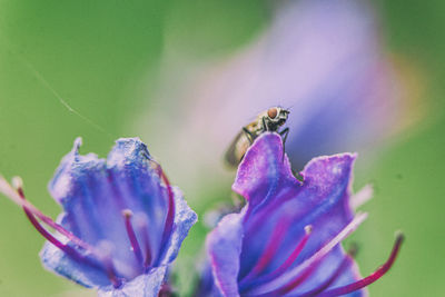 Close-up of insect on purple flower