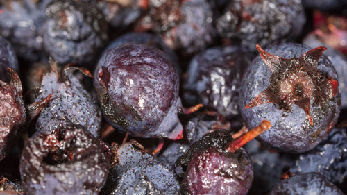 Full frame shot of berries