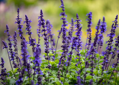 Close-up of purple flowering plants on field