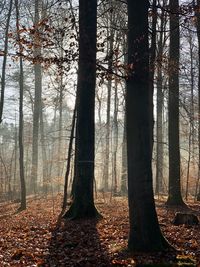 Trees in forest during autumn