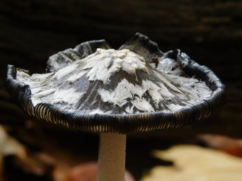 Close-up of mushroom growing on wood